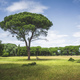 Stone pine tree in San Rossore park. Pisa, Tuscany, Italy - PhotoDune Item for Sale