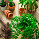 Spring gardening concept - gardening tools with plants, flowerpots and soil - PhotoDune Item for Sale