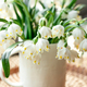 Spring composition with snowdrops in a cup, close-up. - PhotoDune Item for Sale