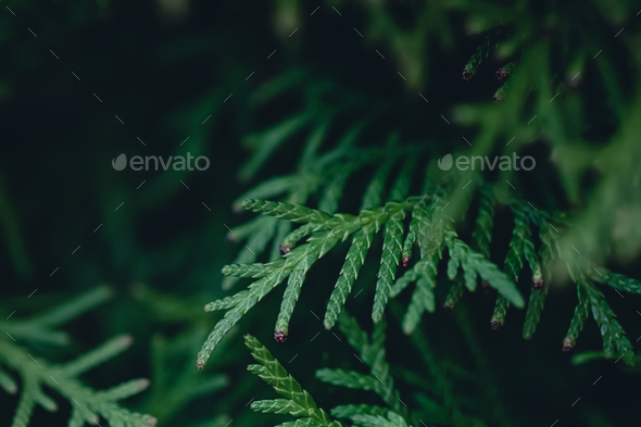 Natural background, texture of a coniferous tree branch. - Stock Photo - Images