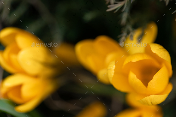 Spring flowers crocuses close-up in the garden. - Stock Photo - Images