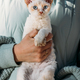 Obedient Devon Rex Cat With White Grey Fur Color Sit On Hands. Curious Playful Funny Cute Amazing - PhotoDune Item for Sale