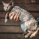 Obedient Devon Rex Cat With Brown Grey Fur Color Sit On Hands. Curious Playful Funny Cute Beautiful - PhotoDune Item for Sale