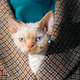 Cats Portrait. Obedient Devon Rex Cat With Bright White Orange Fur Color Peeks Out From Under Owners - PhotoDune Item for Sale