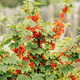 Bush Of Redcurrant Or Red Currant Ribes Rubrum Branch. Growing Organic Berries In Garden. Ripe - PhotoDune Item for Sale