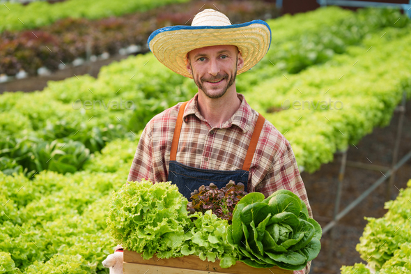 Businessperson or farmer checking hydroponic soilless vegetable in nursery farm. Business and - Stock Photo - Images