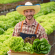 Businessperson or farmer checking hydroponic soilless vegetable in nursery farm. Business and - PhotoDune Item for Sale