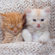 Cute Ginger Kittens Sleeping on a fur Blanket. Concept of Happy Adorable Cat Pets - PhotoDune Item for Sale