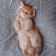 ginger kitten listens to music in headphones. cute pets concept - PhotoDune Item for Sale