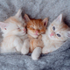 Cute Ginger Kittens Sleeping on a fur Blanket. Concept of Happy Adorable Cat Pets - PhotoDune Item for Sale