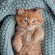 red kitten sit at blanket. Sweet adorable kitten on a serenity blue background. Funny kitten - PhotoDune Item for Sale