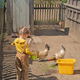 Playful girl feeds chickens with green grass from small bucket - PhotoDune Item for Sale