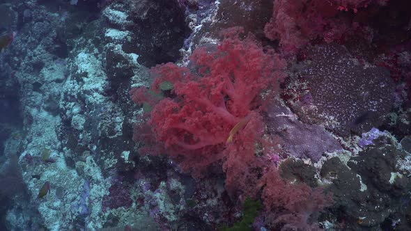 Drifting over tropical  coral reef with pink soft corals and reef fishes alt