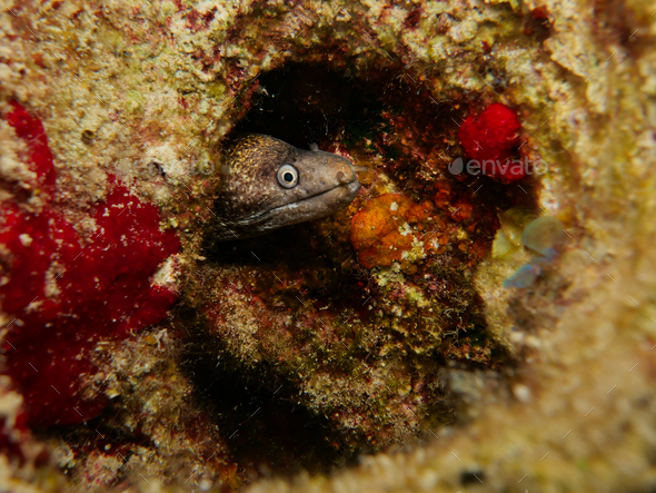 Moray eel looking out from its hide out
