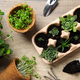 Growing plants in egg box, creative way to grow plants - PhotoDune Item for Sale