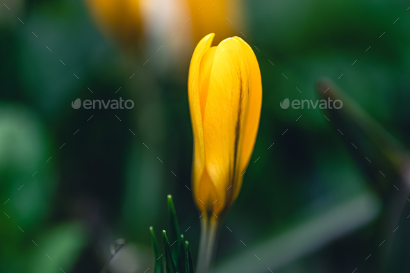 Spring flowers crocuses close-up in the garden. - Stock Photo - Images