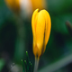 Spring flowers crocuses close-up in the garden. - PhotoDune Item for Sale