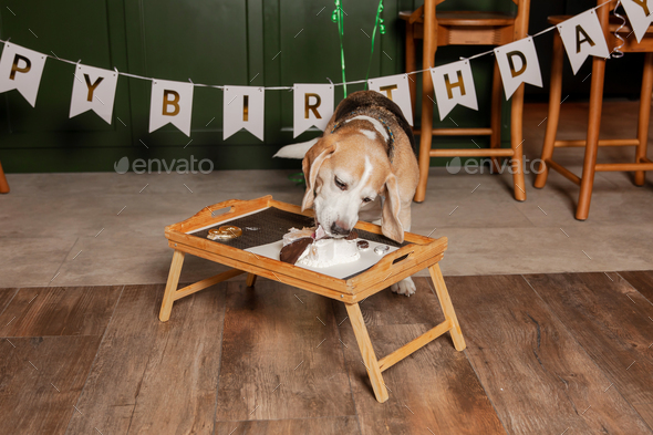 Dog Happy Birthday Party. Beagle dog breed. Happy dog eating delicious cake. Dog party at home