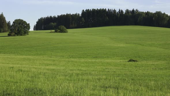 Rural summer landscape with green meadow and forest