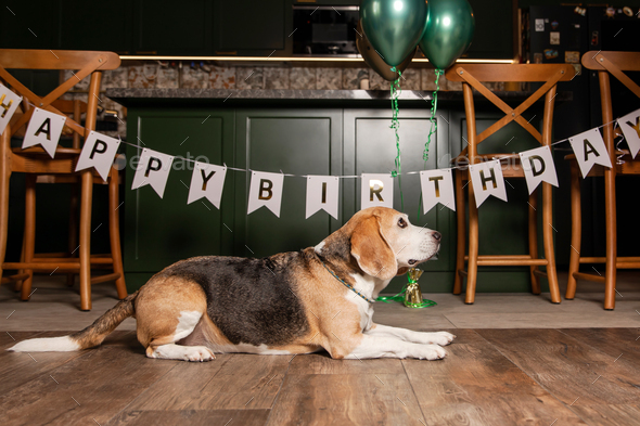 Dog Happy Birthday Party. Beagle dog breed. Happy dog. Dog party at home