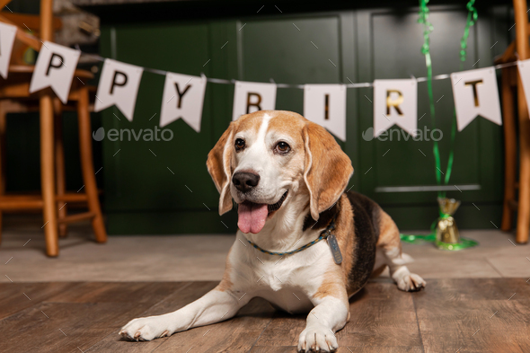 Dog Happy Birthday Party. Beagle dog breed. Happy dog. Dog party at home