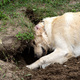 A young golden retriever is digging a big hole in the grass in the garden. - PhotoDune Item for Sale