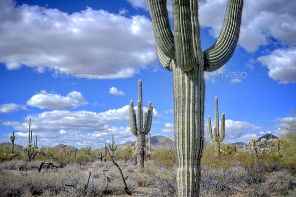 Cactus  - Stock Photo - Images