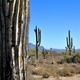 Arizona Desert  - PhotoDune Item for Sale