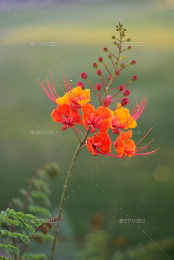 Flower closeup  - Stock Photo - Images