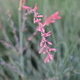 Flower closeup  - PhotoDune Item for Sale
