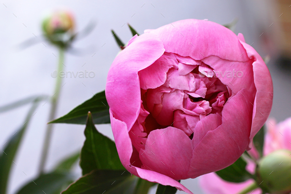 Beautiful bud of a closed peony