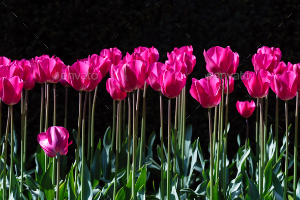 A stunning photo capturing rows of tall pink tulips standing tall in a sea of lush green field - Stock Photo - Images