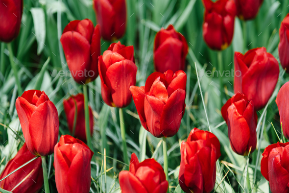 Colorful spring fresh dutch tulips. Red colors - Stock Photo - Images