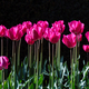 A stunning photo capturing rows of tall pink tulips standing tall in a sea of lush green field - PhotoDune Item for Sale
