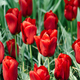 Colorful spring fresh dutch tulips. Red colors - PhotoDune Item for Sale