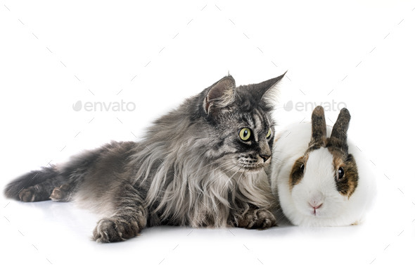 rex rabbit and cat - Stock Photo - Images