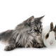 rex rabbit and cat - PhotoDune Item for Sale