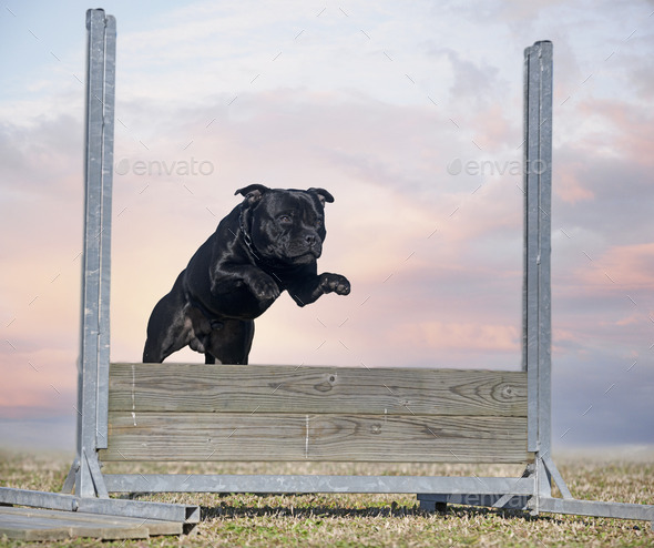 staffordshire bull terrier jumping - Stock Photo - Images