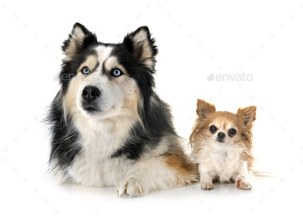siberian husky and chihuahua in studio - Stock Photo - Images