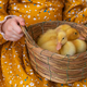 Little ducklings in a basket - PhotoDune Item for Sale