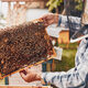 Beekeeper working in apiary. Drawing out the honeycomb from the hive with bees on honeycomb - PhotoDune Item for Sale