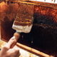 Honey production. Working in apiary. Honeycomb from hive. Harvest time in apiary. Beekeeping hobby - PhotoDune Item for Sale