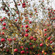 Apple tree with many ripe red juicy apples in orchard. Harvest time in countryside - PhotoDune Item for Sale
