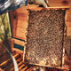 Beekeeper working in apiary. Drawing out the honeycomb from the hive with bees on honeycomb - PhotoDune Item for Sale