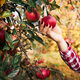 Woman picking ripe apples on farm. Farmer grabbing apples from tree in orchard. Fresh fruits - PhotoDune Item for Sale
