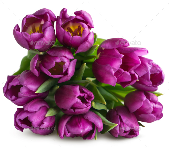 purple tulip white background