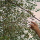 Farmer hands collecting olives in evening nature closeup. Man smelling plants - PhotoDune Item for Sale