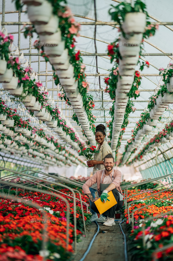 Multiracial couple of gardeners working in a greenhouse - Stock Photo - Images
