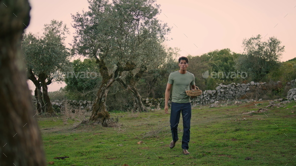 Serious farmer carrying basket evening garden. Tanned worker picking up olives - Stock Photo - Images
