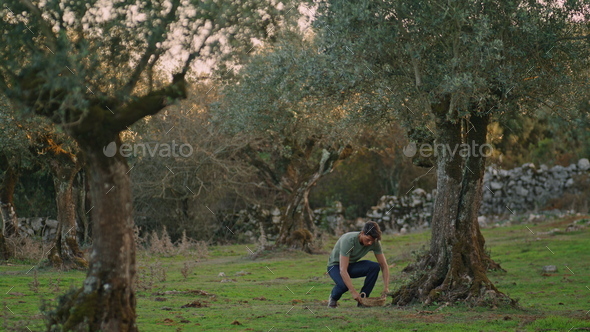 Working man carrying basket at evening farm. Worker walking at olive plantation - Stock Photo - Images
